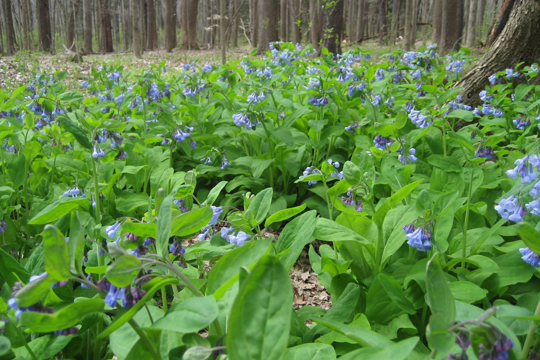 Bluebells