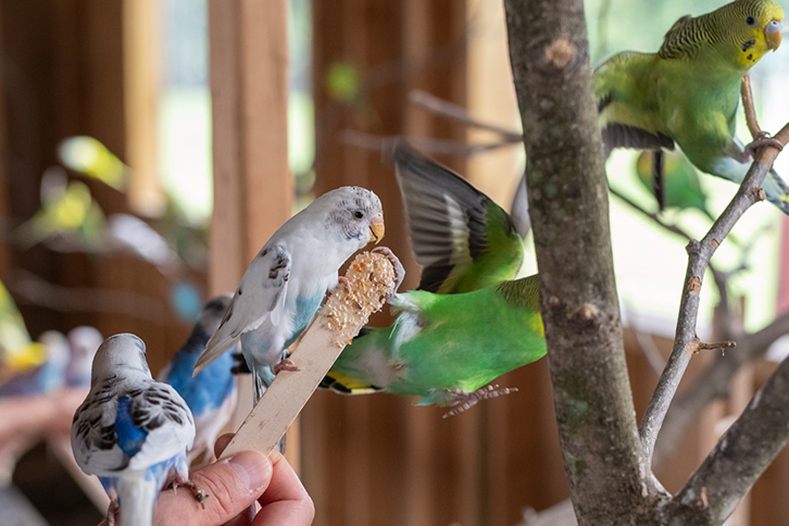 Budgie-Barn