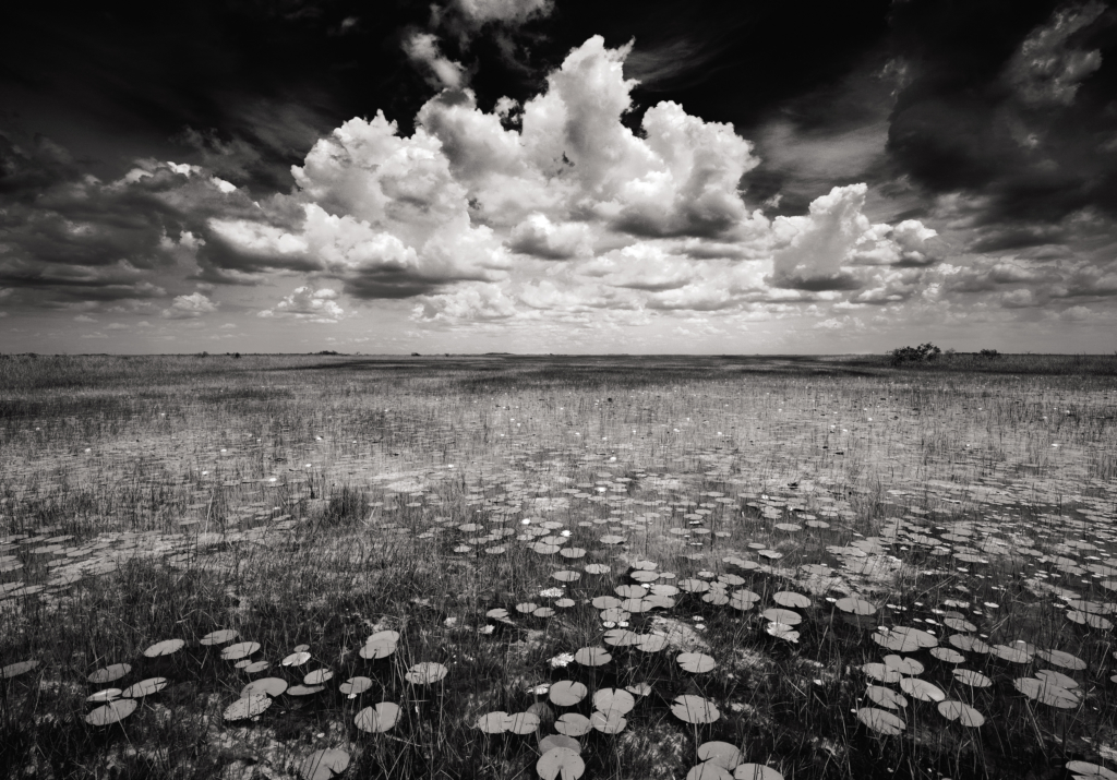 America’s Everglades: Through the Lens of Clyde Butcher 