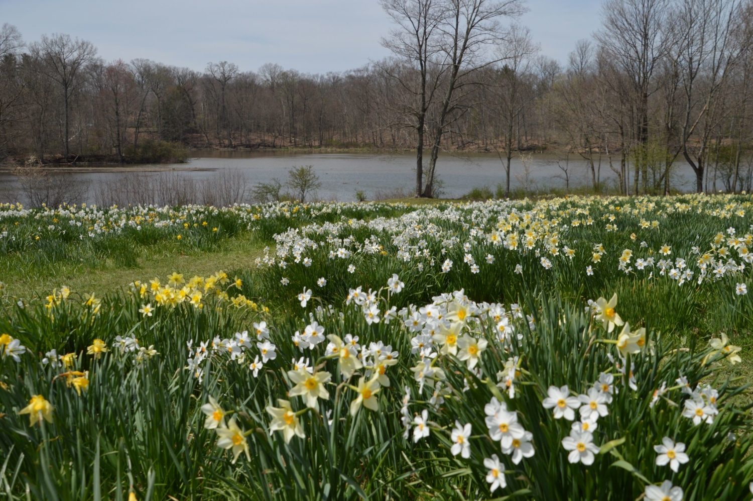 Daffodil Meadow Archives Youngstown Live