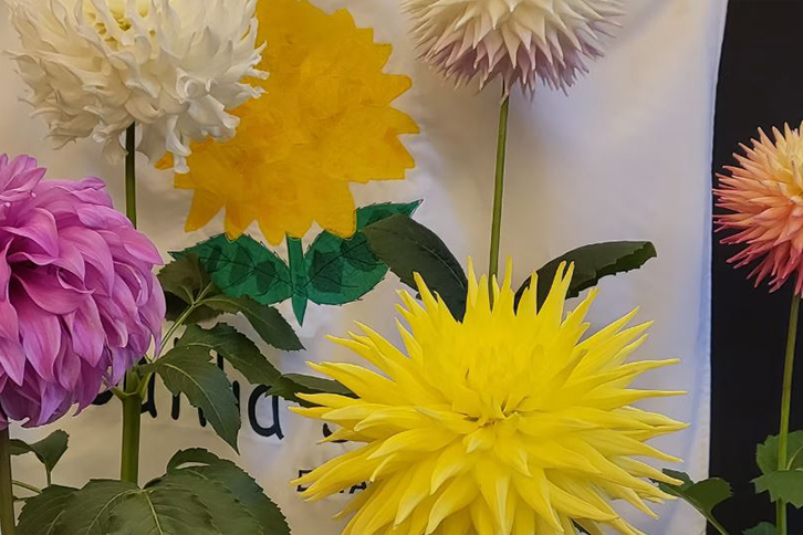 Dahlia Society Showcase