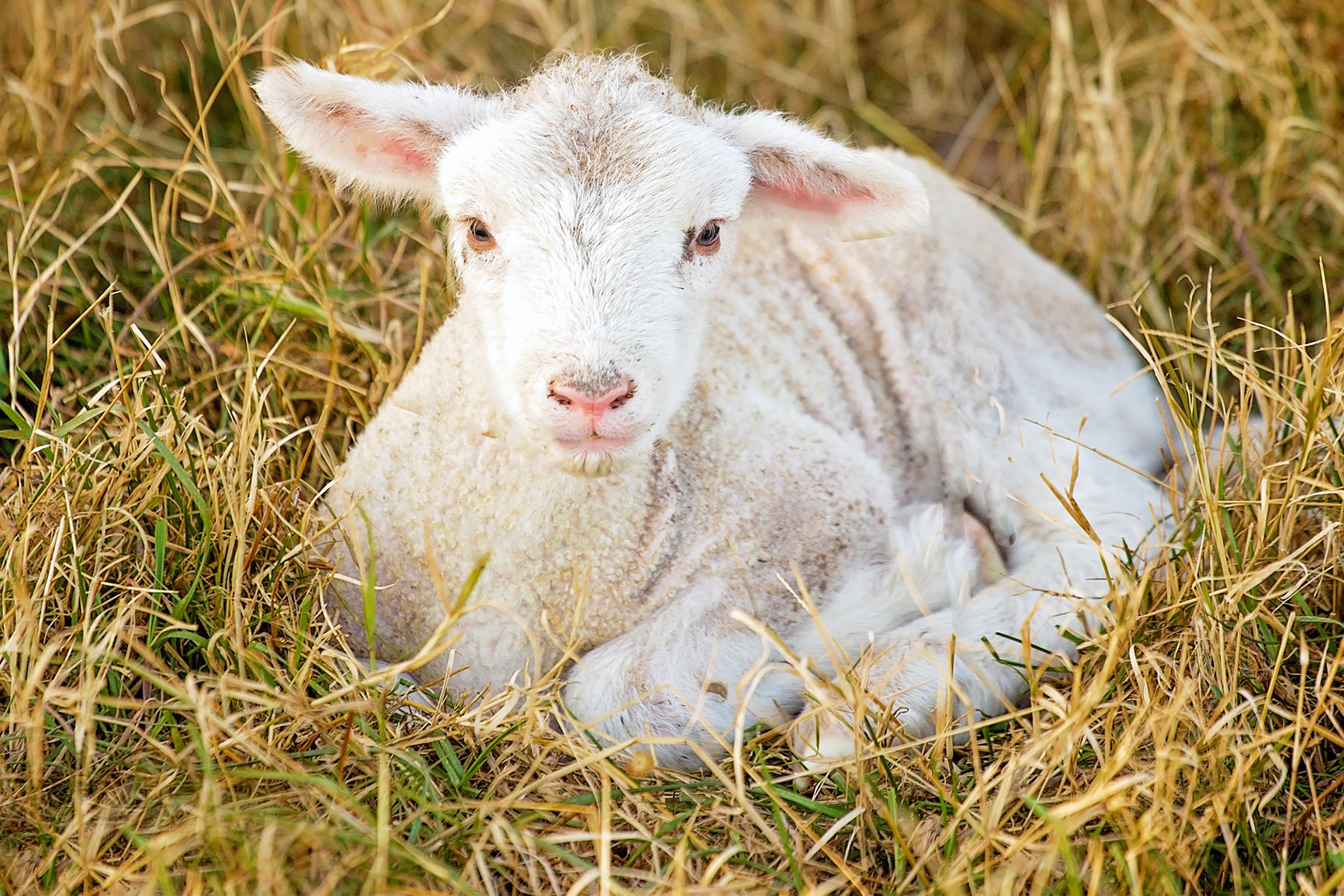 farm-animal-baby-shower-youngstown-live