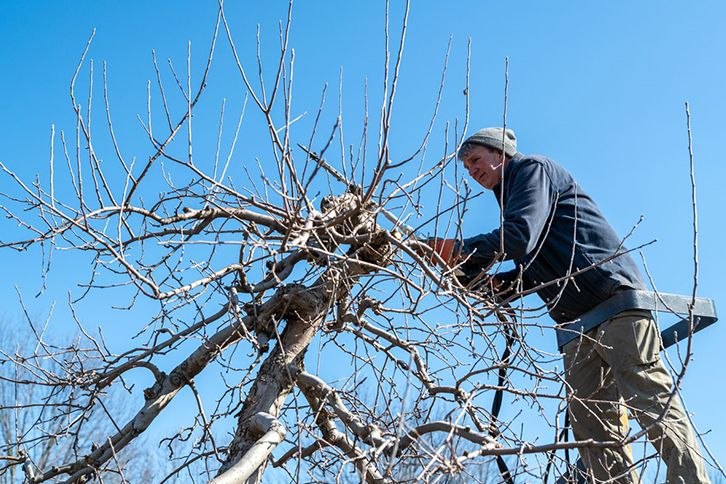 Fruit Tree Pruning Clinic