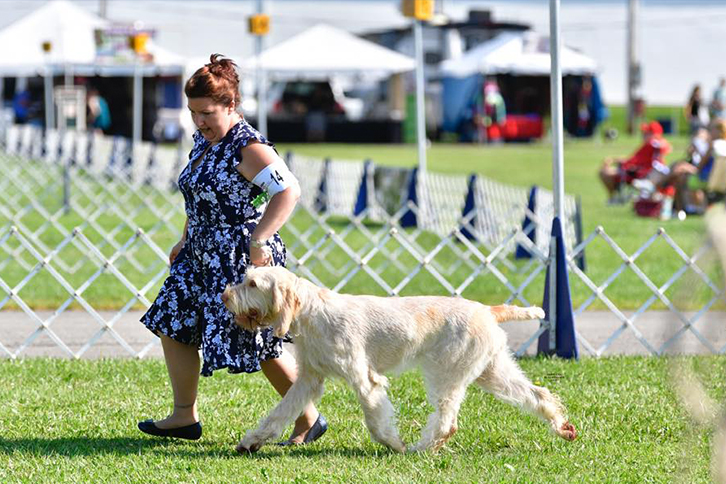 Steel Valley Cluster Dog Show | Youngstown Live