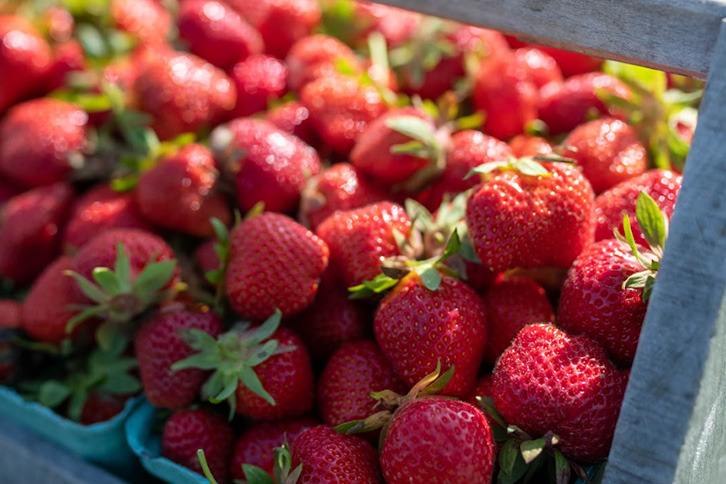 Strawberry Jam Session