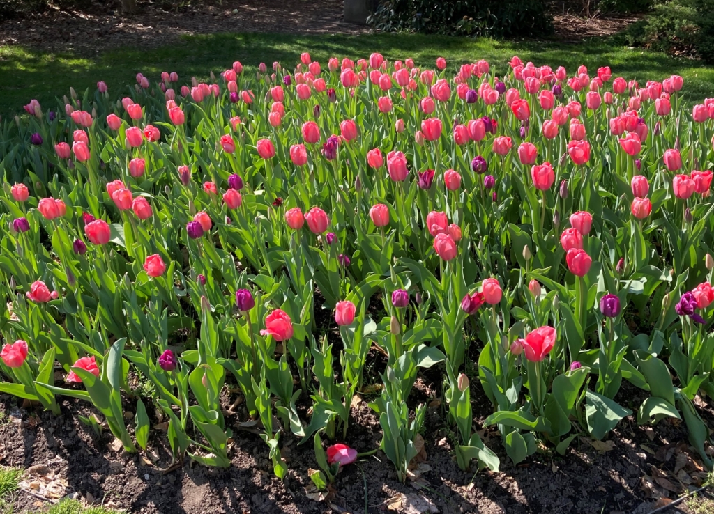 Tulips at Fellows Riverside Gardens