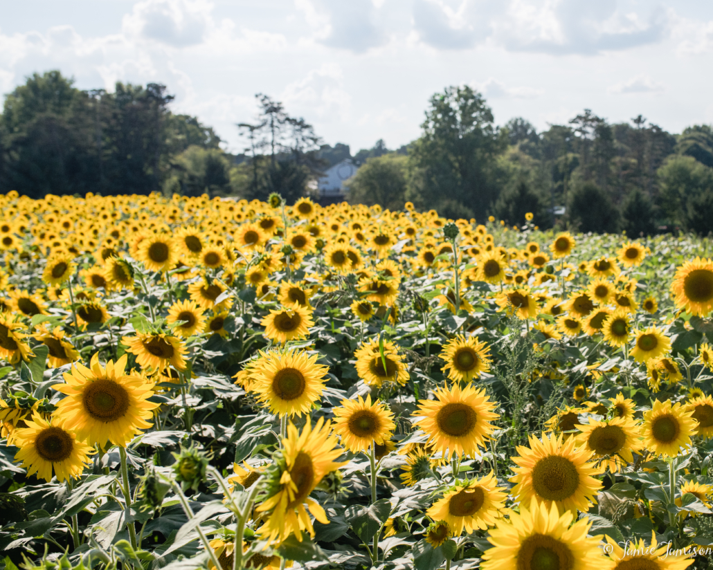sunflowers Youngstown Live