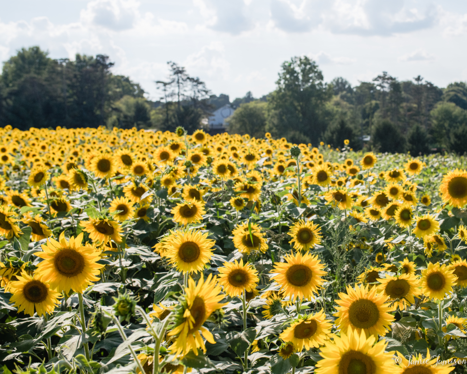 sunflowers