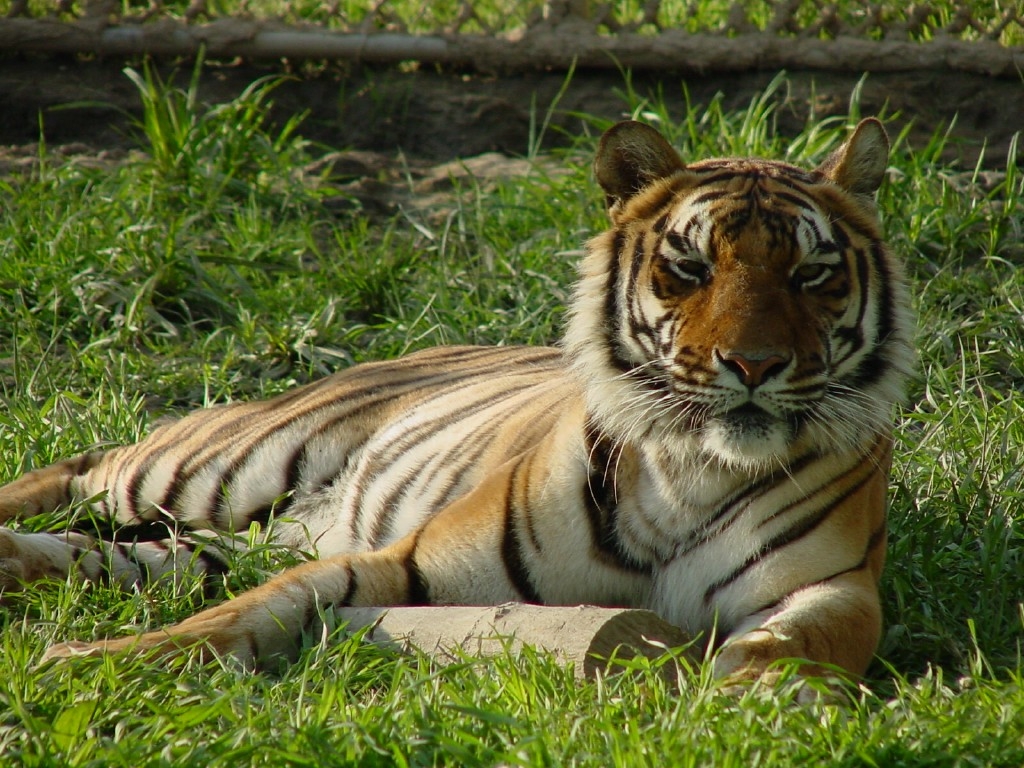 Noah’s Lost Ark Exotic Animal Sanctuary - Youngstown Live